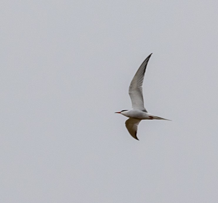 Common Tern - George Keller