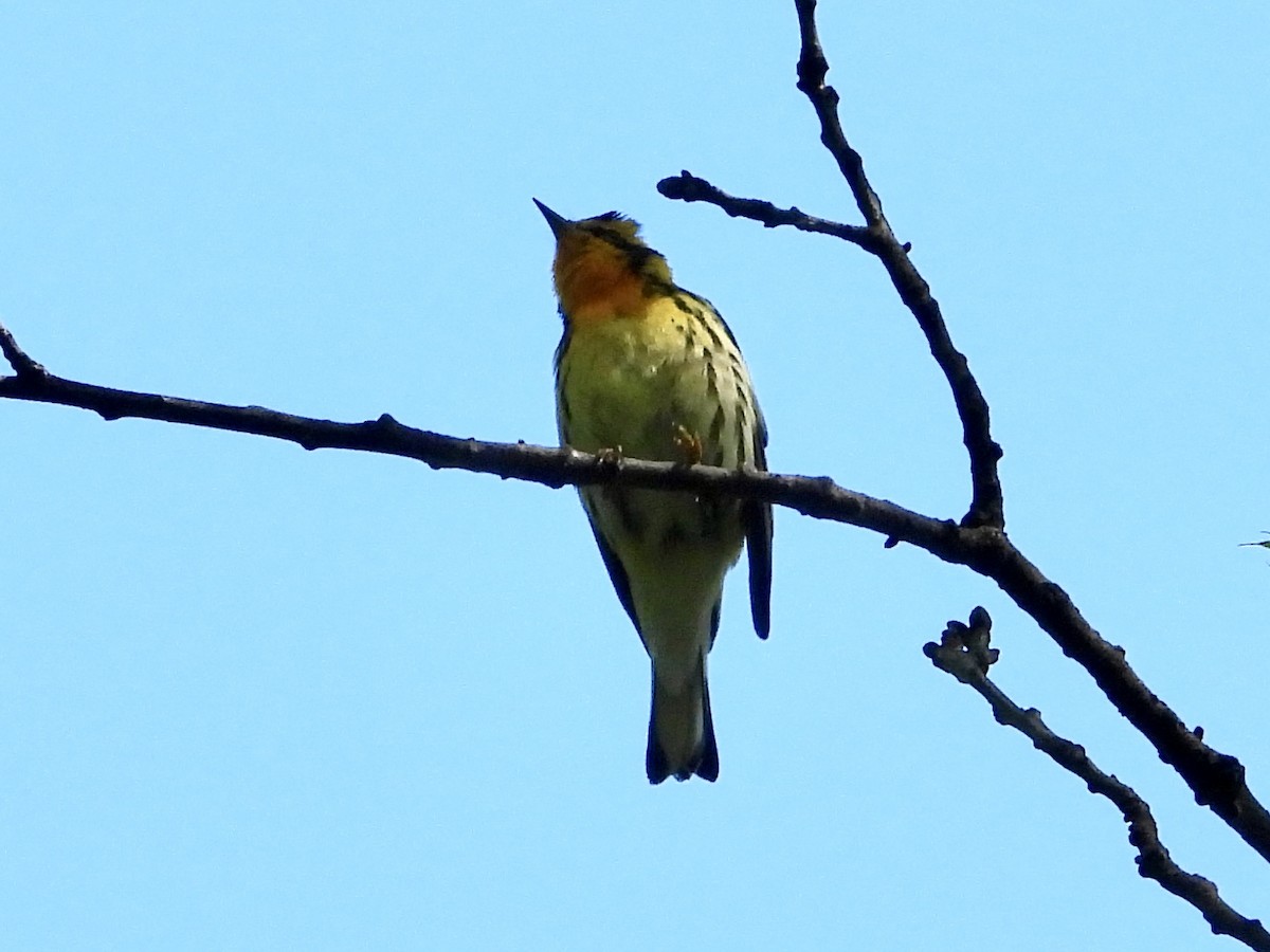 Blackburnian Warbler - ML619296457