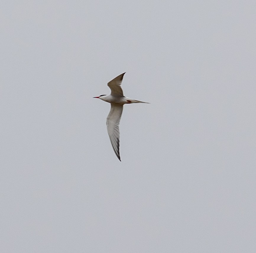 Common Tern - George Keller