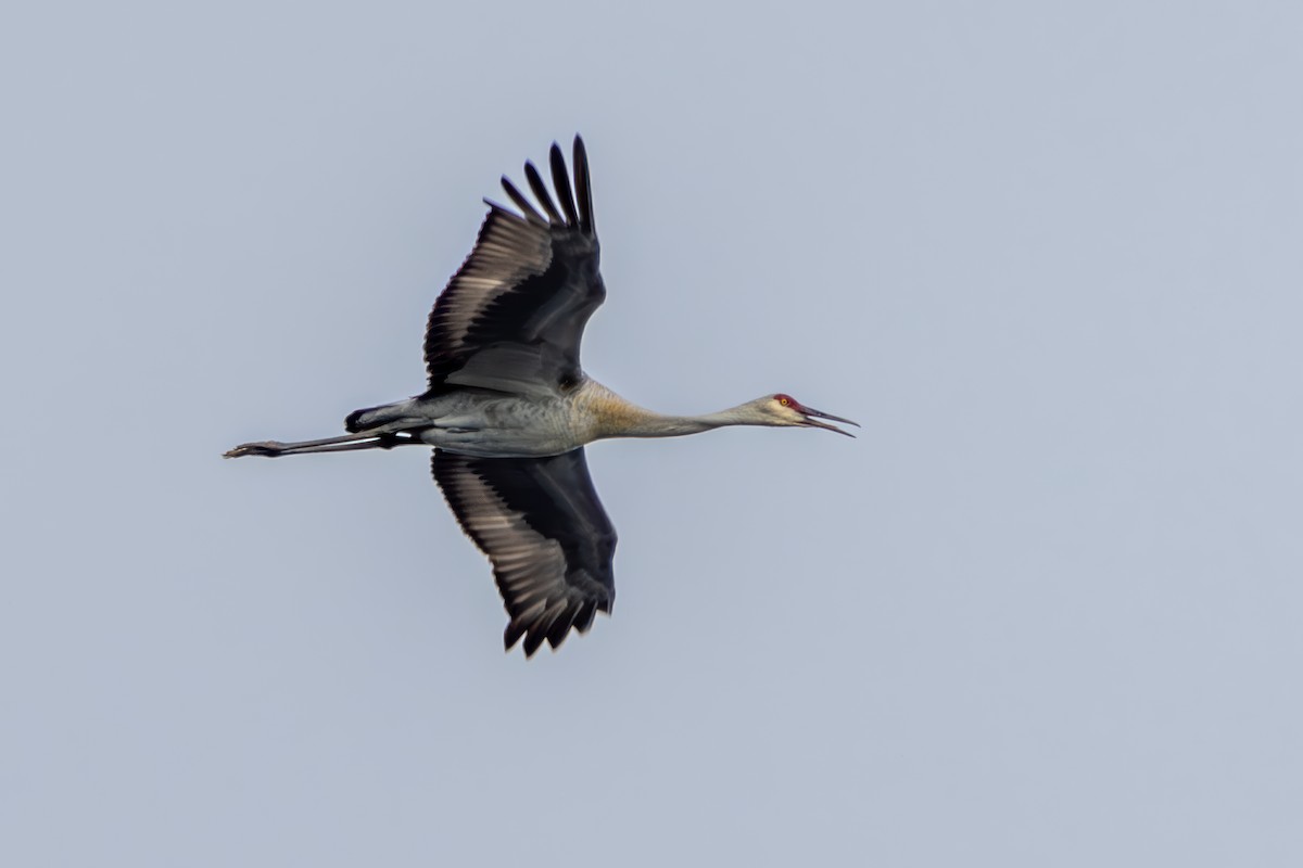 Sandhill Crane - ML619296476