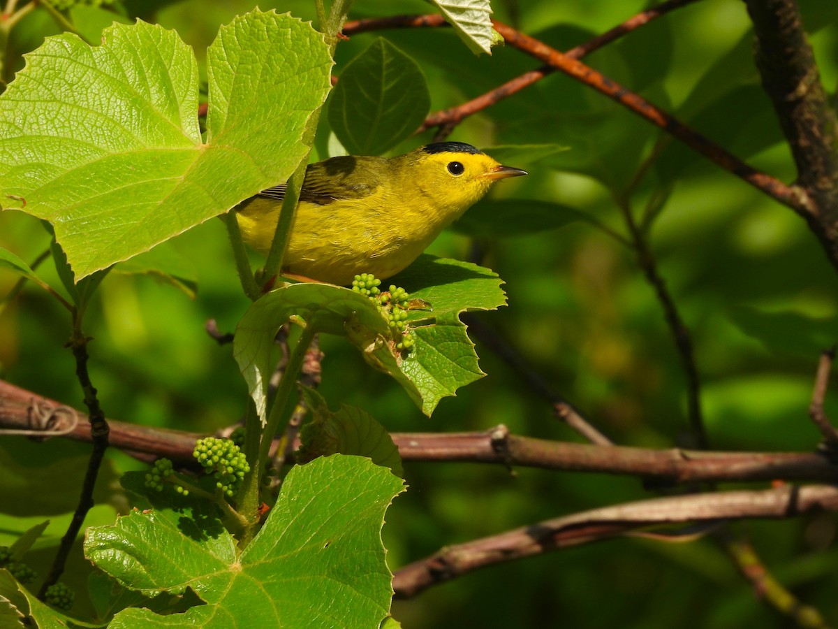 Wilson's Warbler - JamEs ParRis