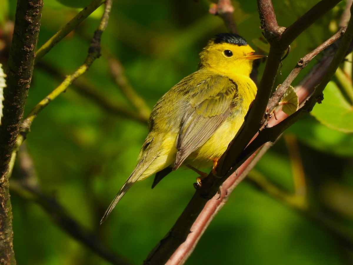 Wilson's Warbler - JamEs ParRis