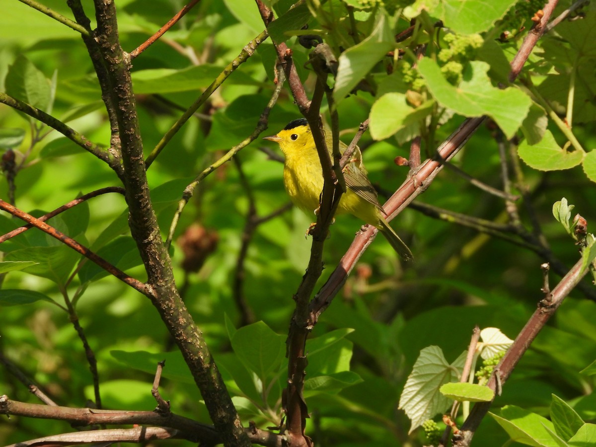 Wilson's Warbler - JamEs ParRis