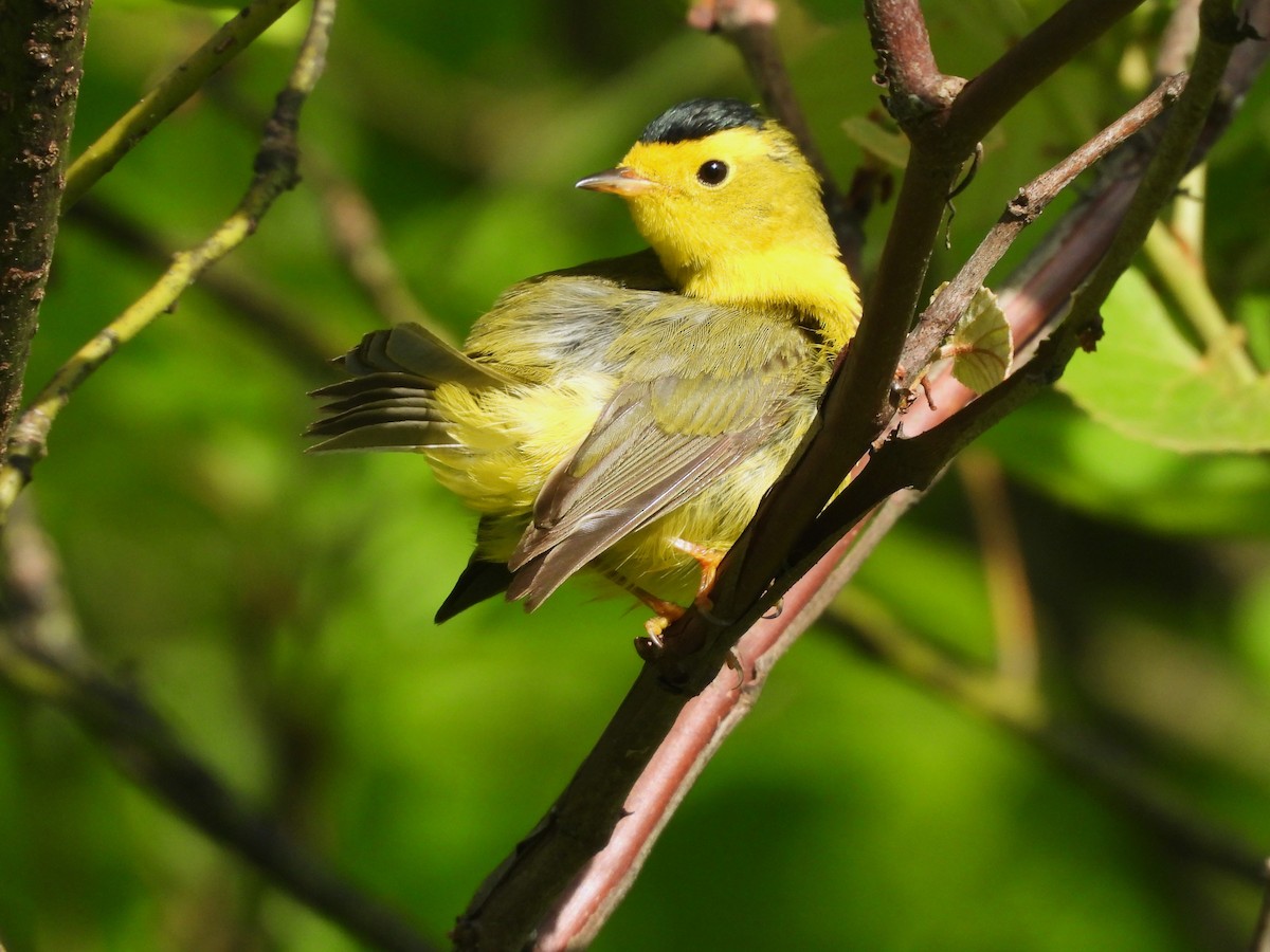 Wilson's Warbler - JamEs ParRis