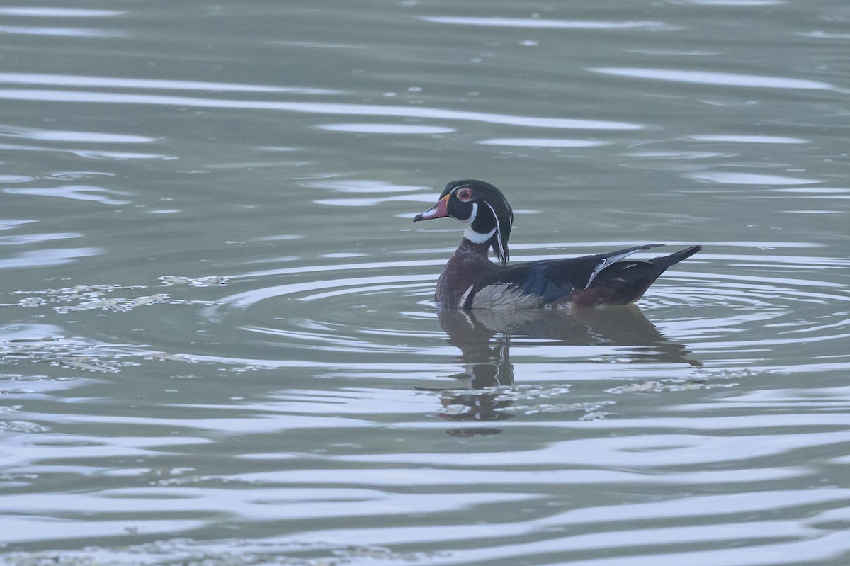 Wood Duck - Stephen Davies