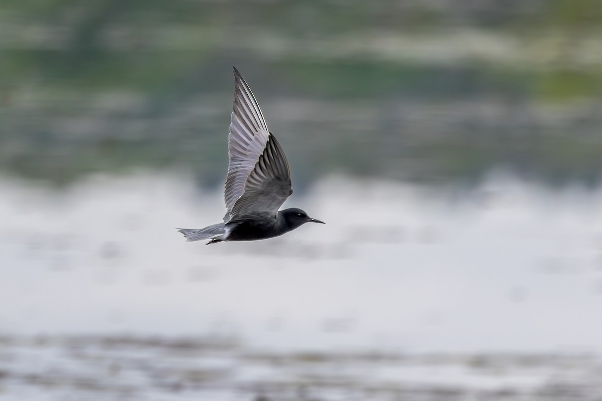 Black Tern - Norman Franke