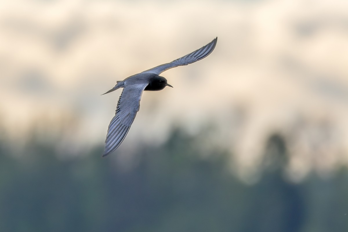 Black Tern - Norman Franke