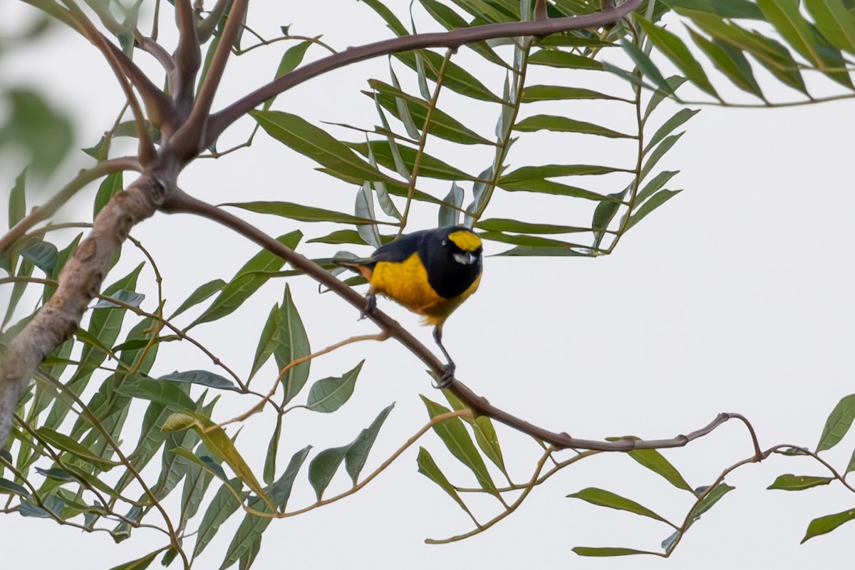 Fulvous-vented Euphonia - ML619296524