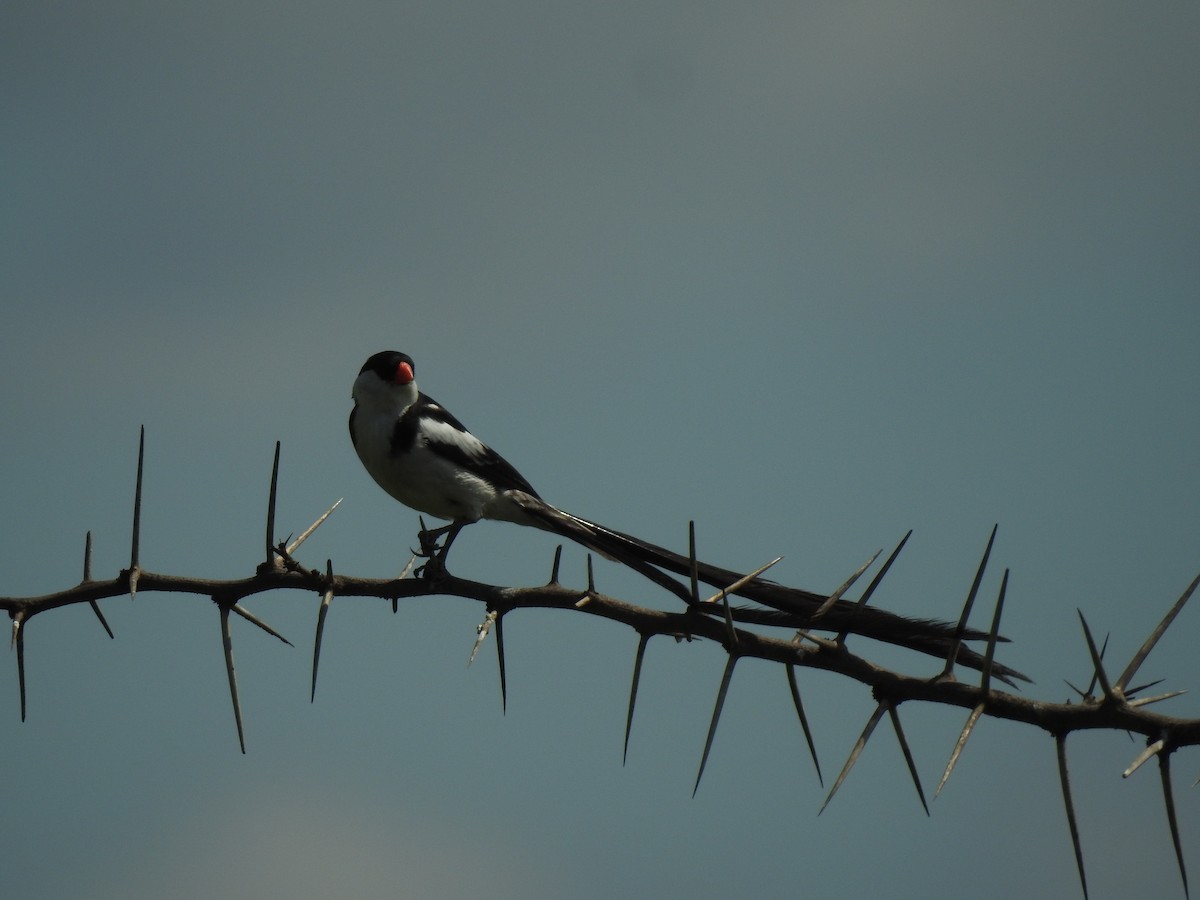 Pin-tailed Whydah - ML619296542