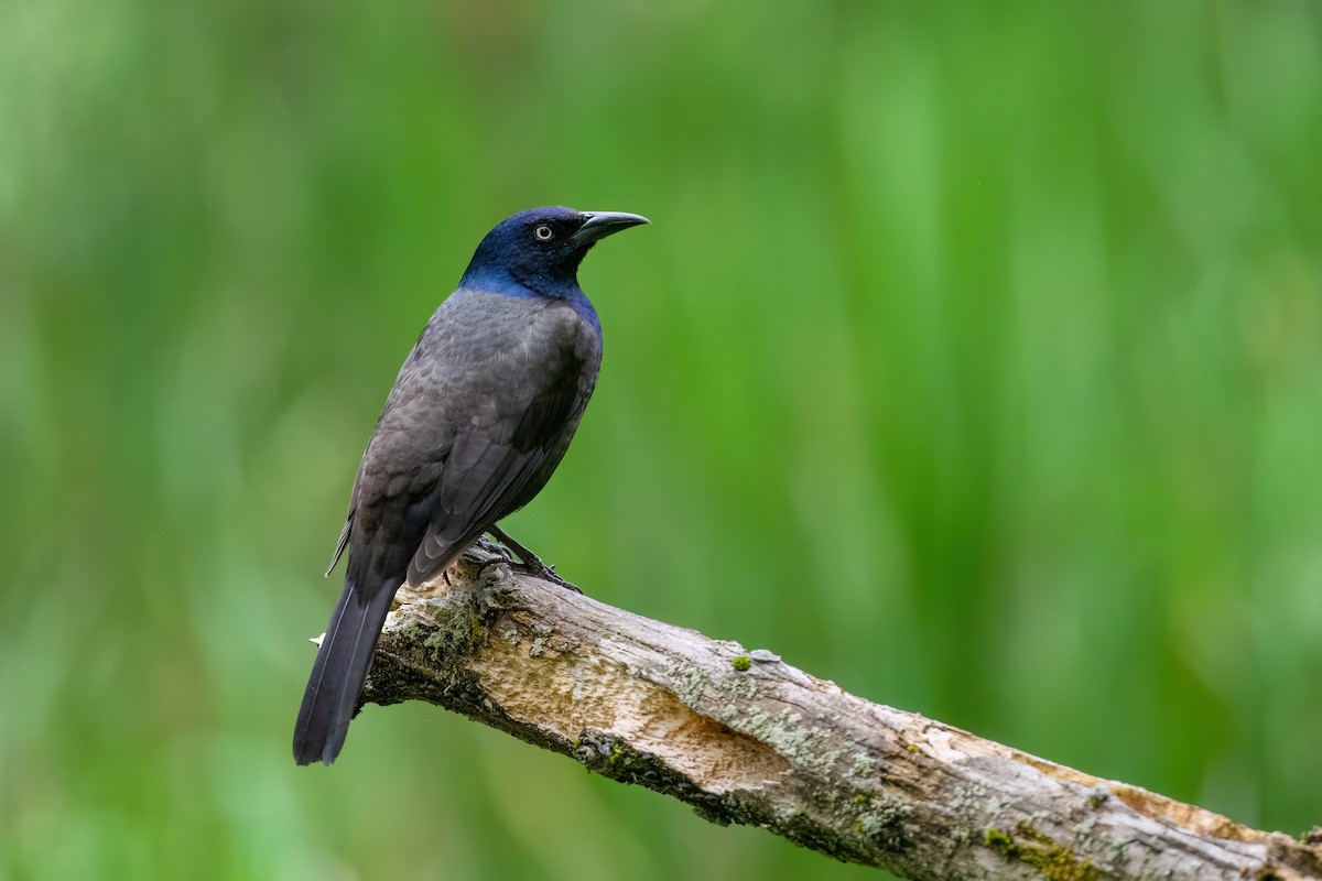 Common Grackle - Adam Jackson