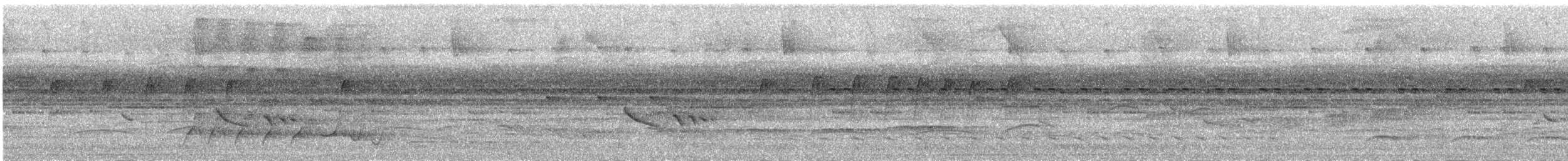 amazonvatretreløper (radiolatus) - ML619296557