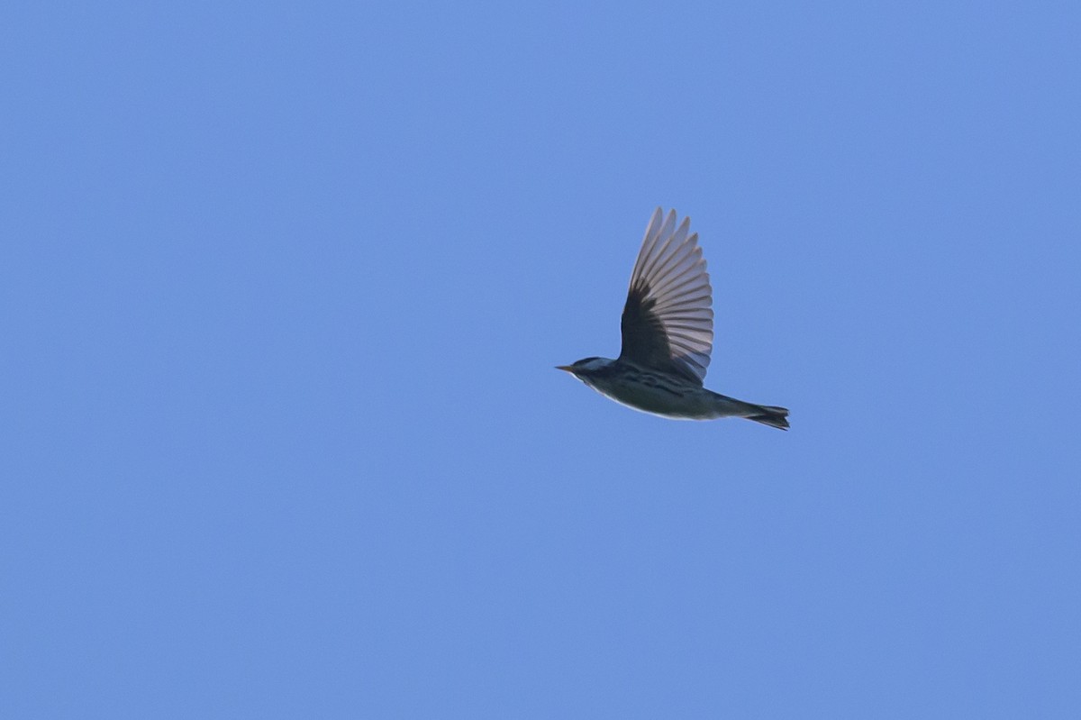 Blackpoll Warbler - Stephen Davies