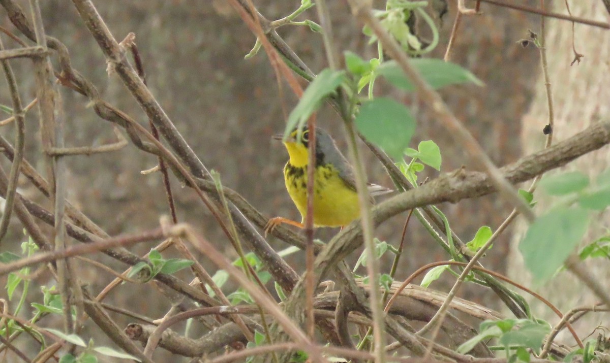 Canada Warbler - Oliver  Komar