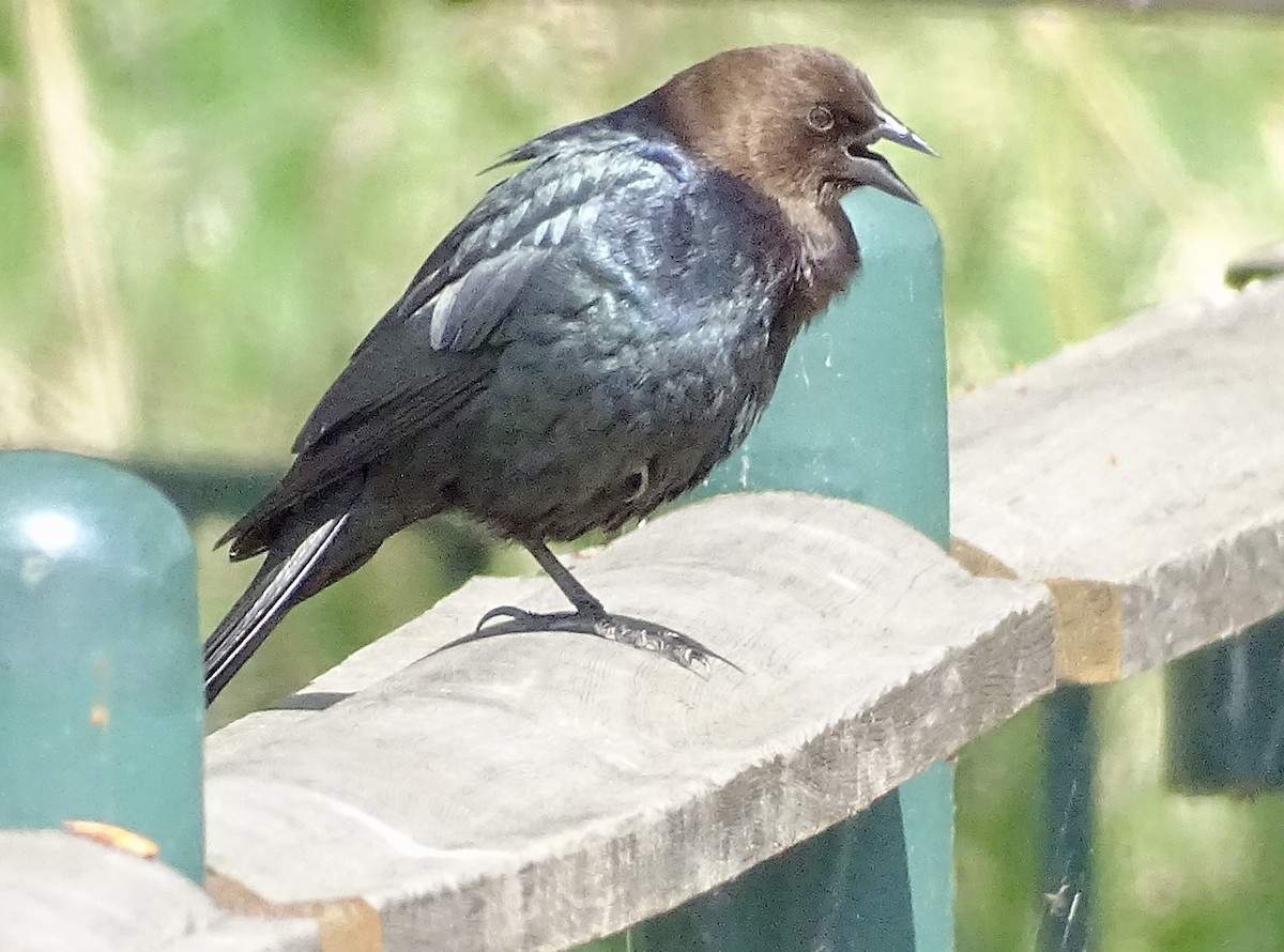 Brown-headed Cowbird - John Winton