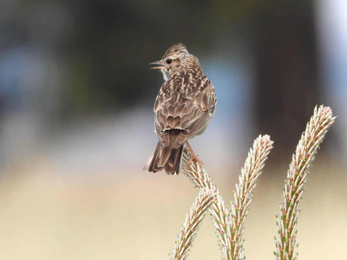 Wood Lark - Eugenio Collado