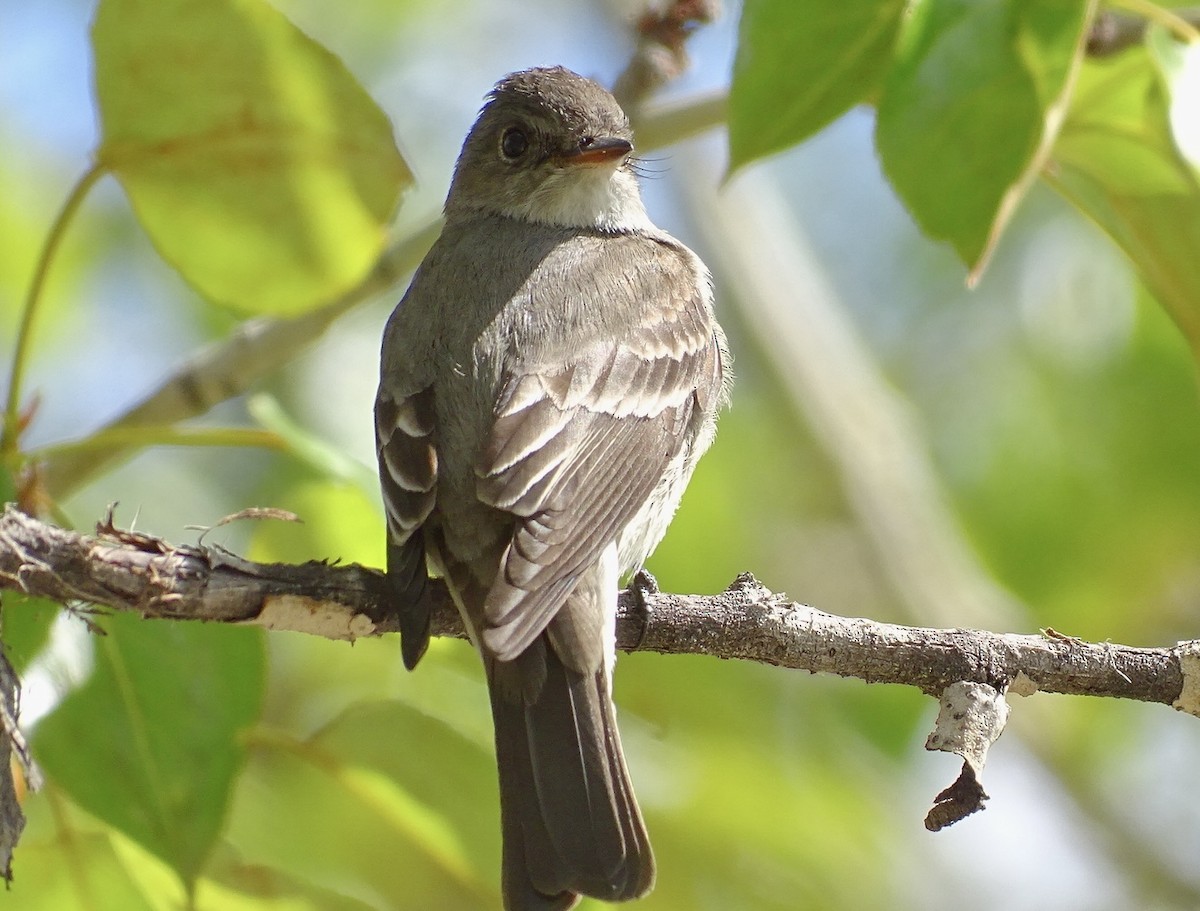 Western Wood-Pewee - John Winton