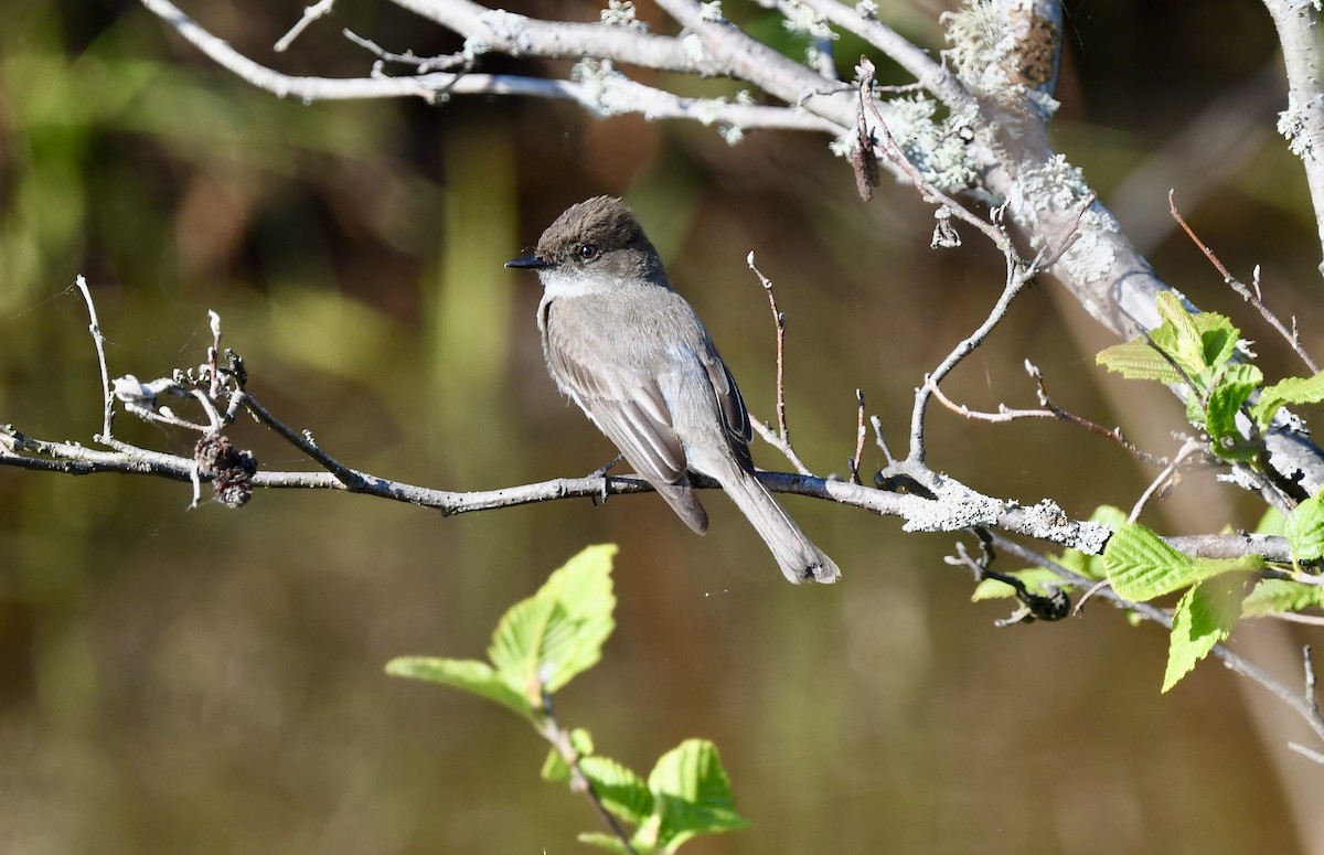 Eastern Phoebe - David Kane