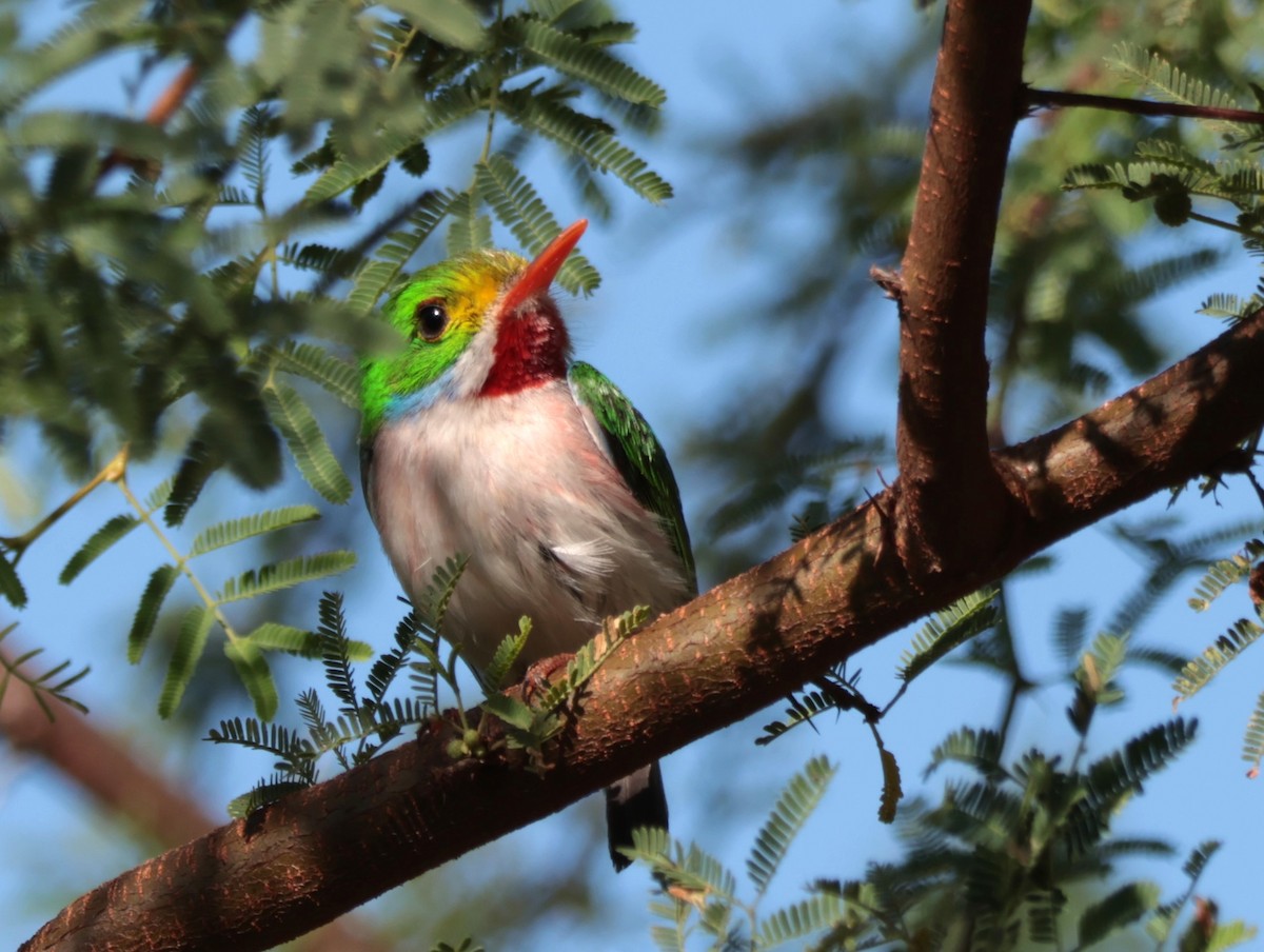 Cuban Tody - Joan Baker