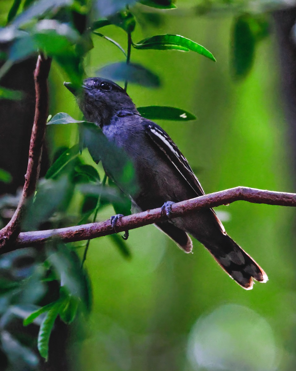 White-winged Becard - Anonymous