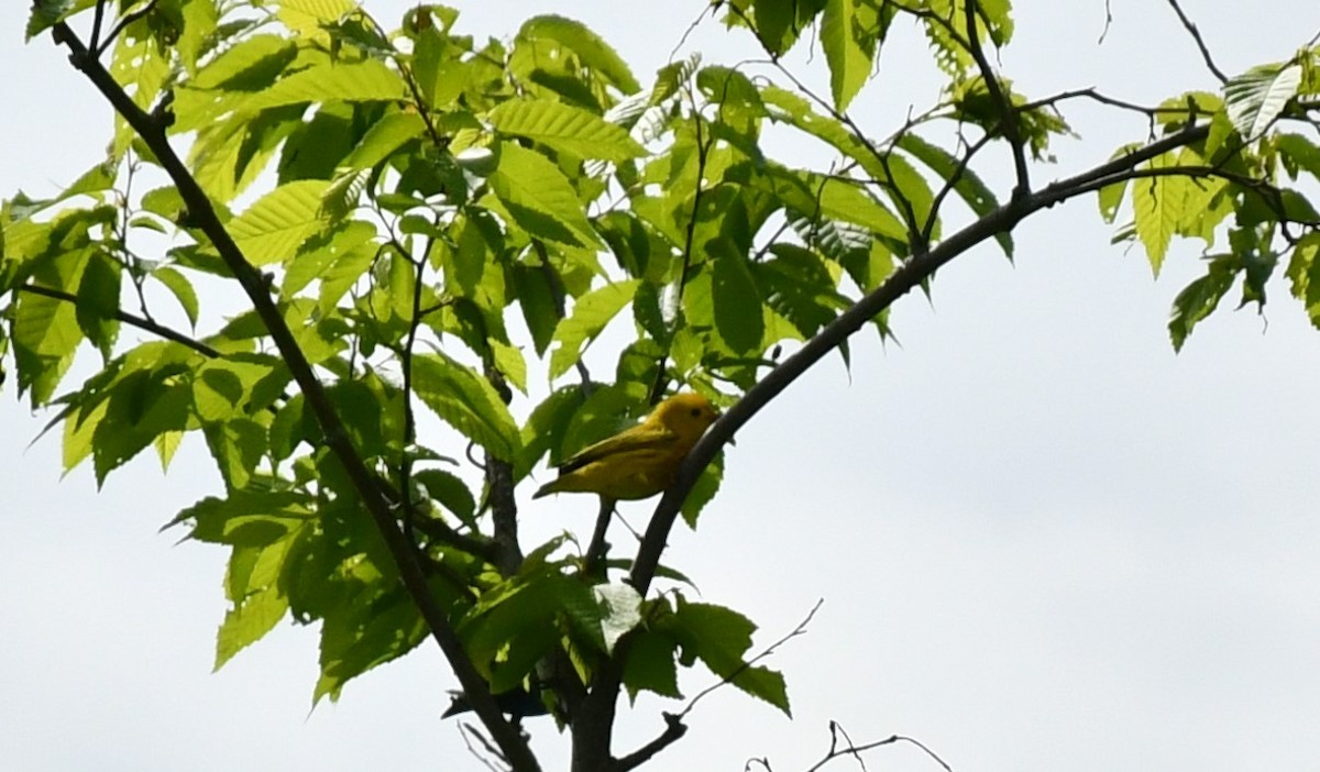 Yellow Warbler - Brian Kenney