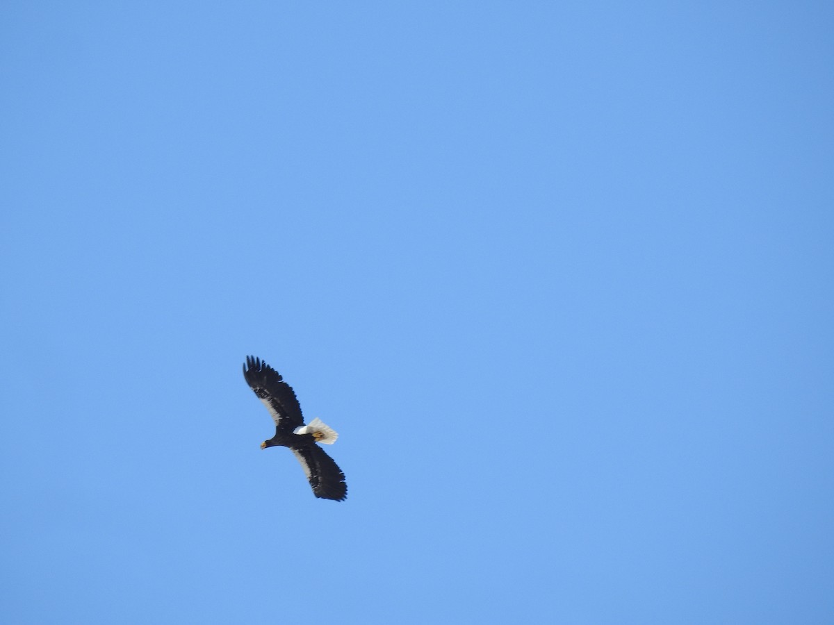 Steller's Sea-Eagle - Craig Jackson