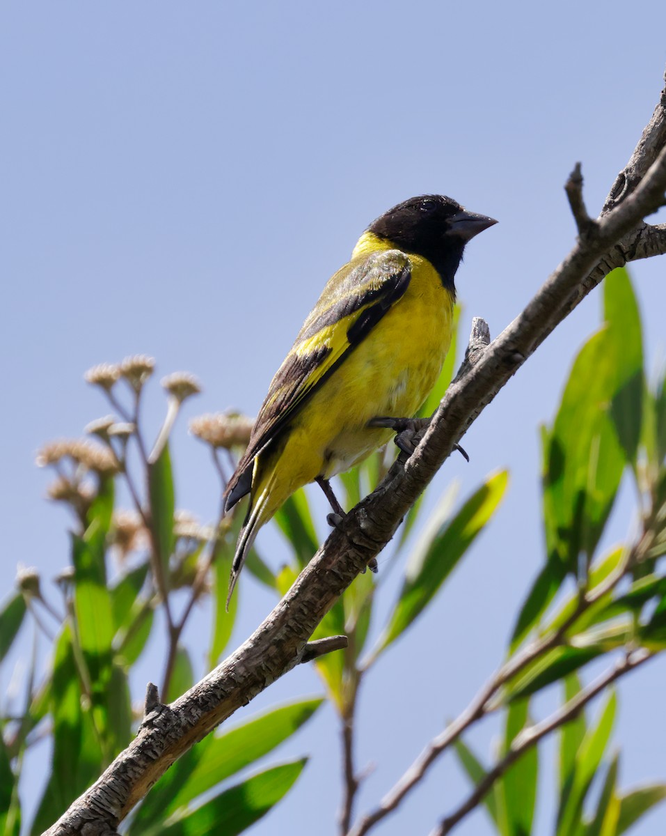 Hooded Siskin - Anonymous