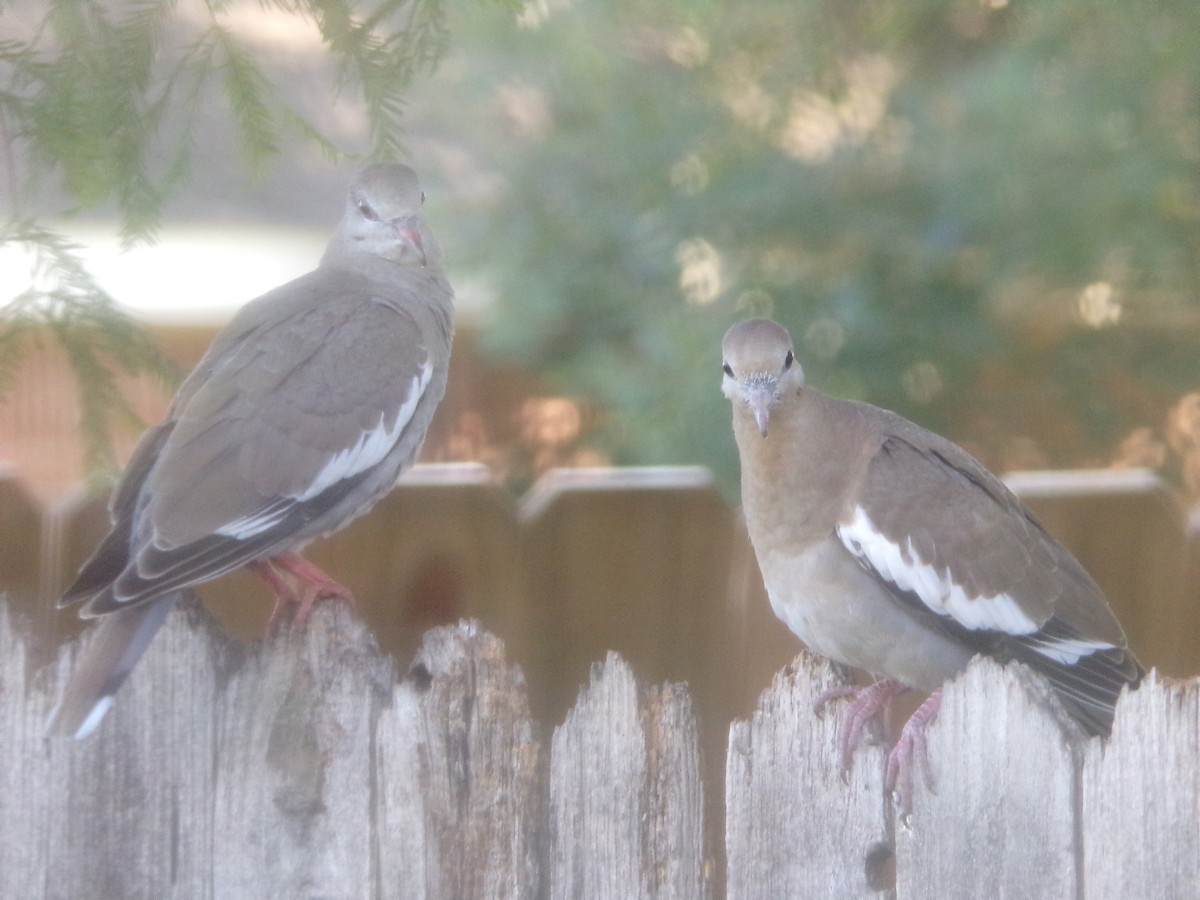 White-winged Dove - Texas Bird Family