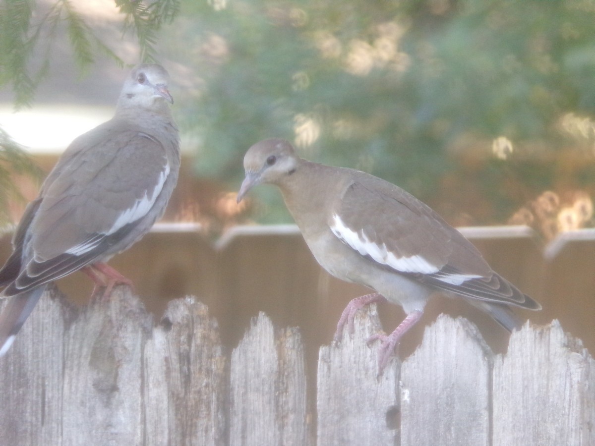 White-winged Dove - Texas Bird Family