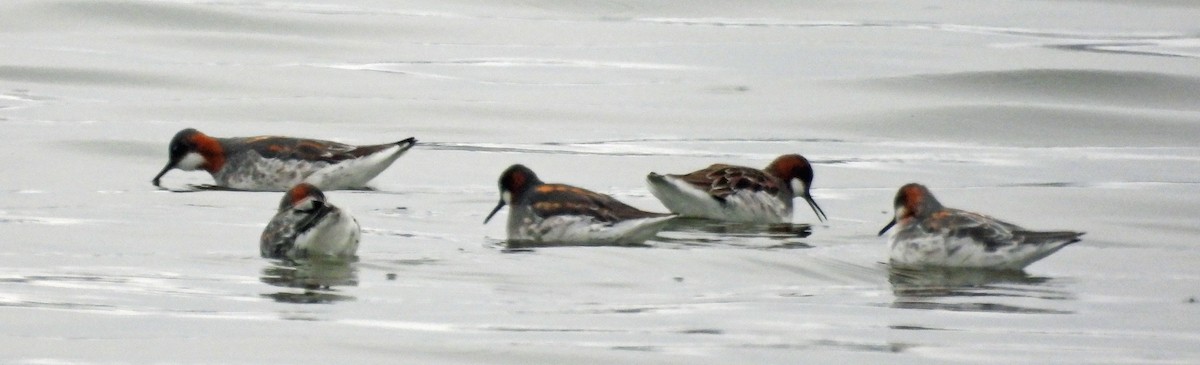 Red-necked Phalarope - Sharon Dewart-Hansen