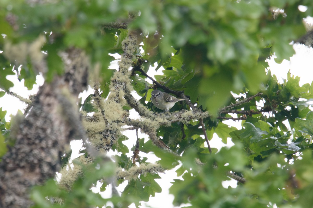 Cassin's Vireo - Randy Dzenkiw