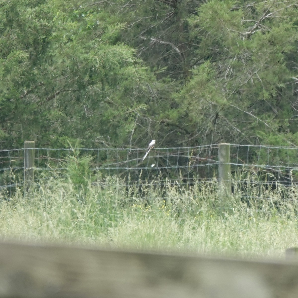 Scissor-tailed Flycatcher - ML619296675