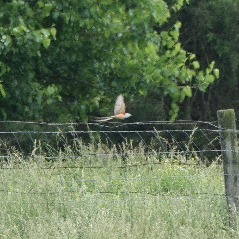 Scissor-tailed Flycatcher - ML619296676