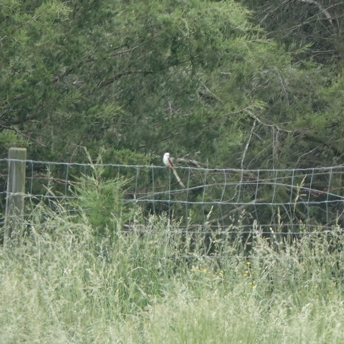 Scissor-tailed Flycatcher - ML619296677