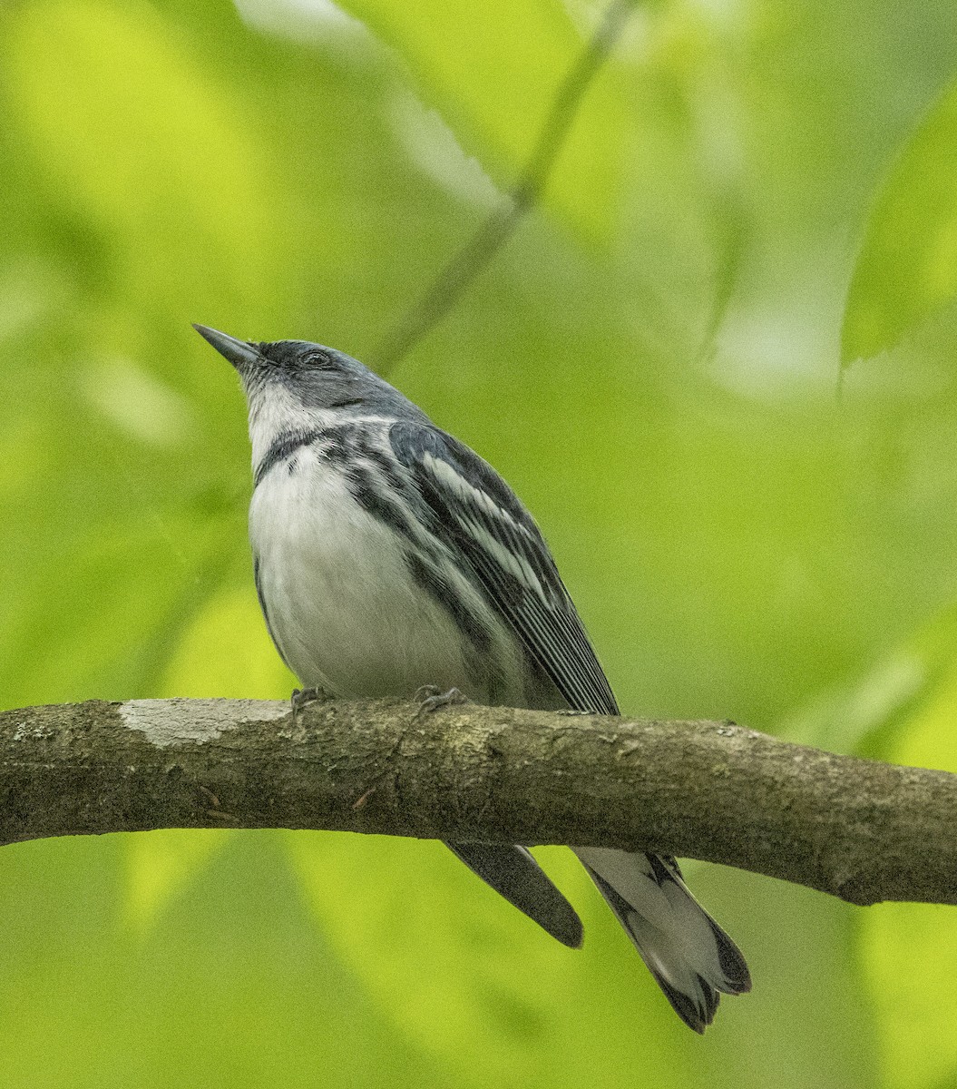 Cerulean Warbler - Jason Lott