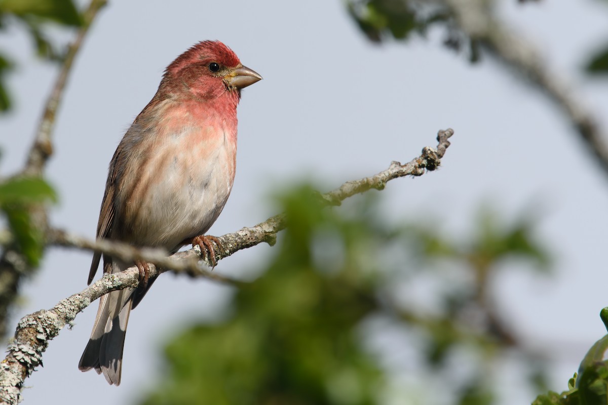 Purple Finch - ML619296715