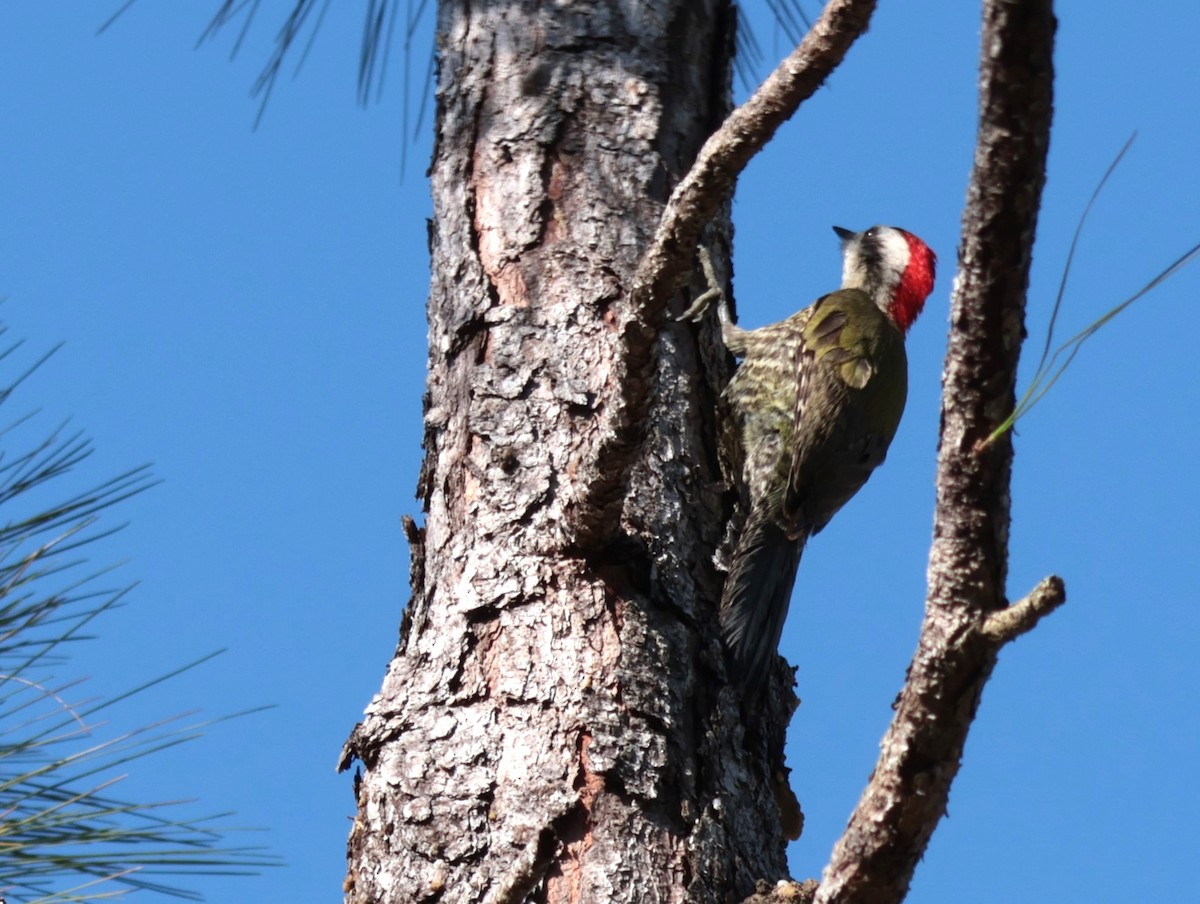 Cuban Green Woodpecker - Joan Baker