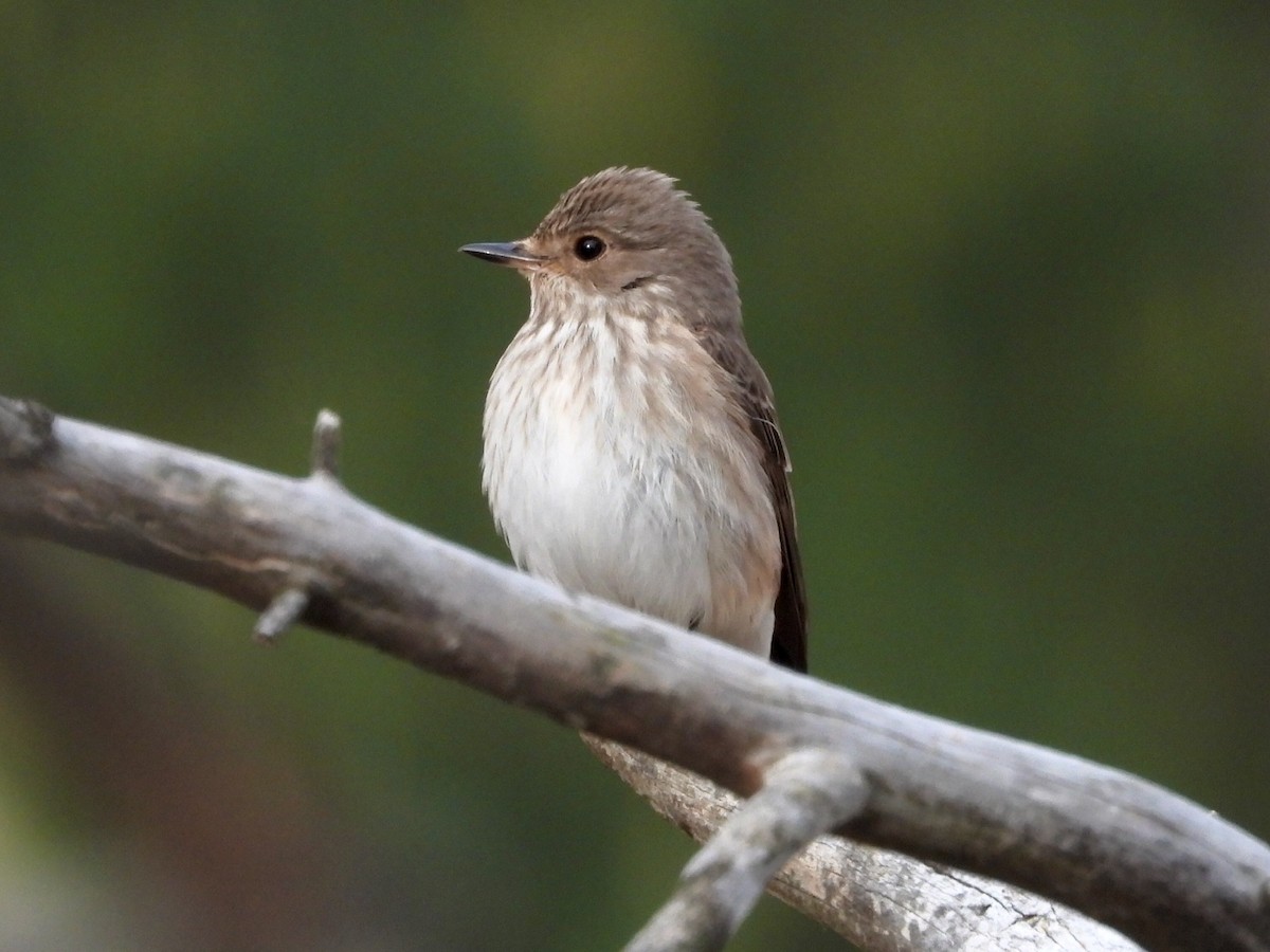 Spotted Flycatcher - Eugenio Collado