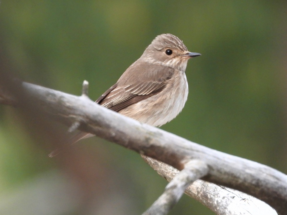 Spotted Flycatcher - Eugenio Collado