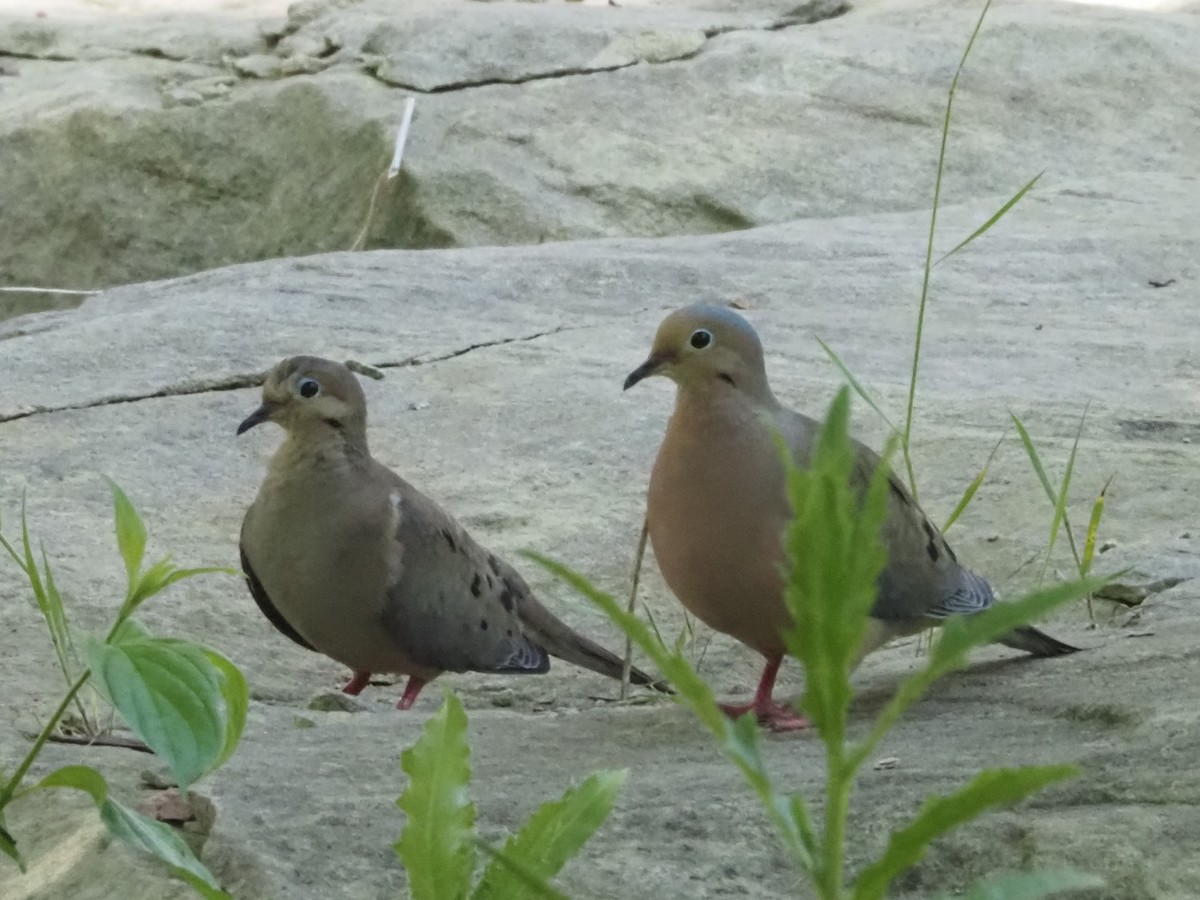 Mourning Dove - ML619296749