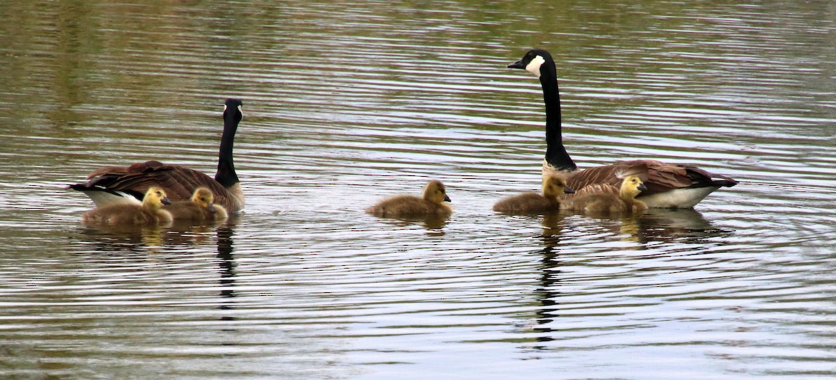 Canada Goose - ML619296757