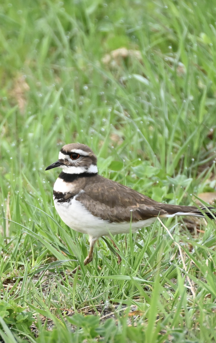 Killdeer - Sylvie Rioux