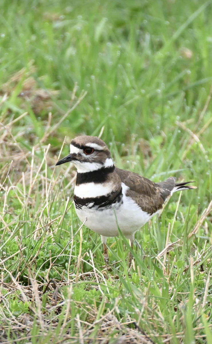 Killdeer - Sylvie Rioux