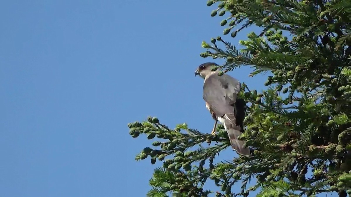 Cooper's Hawk - Bruce Schine