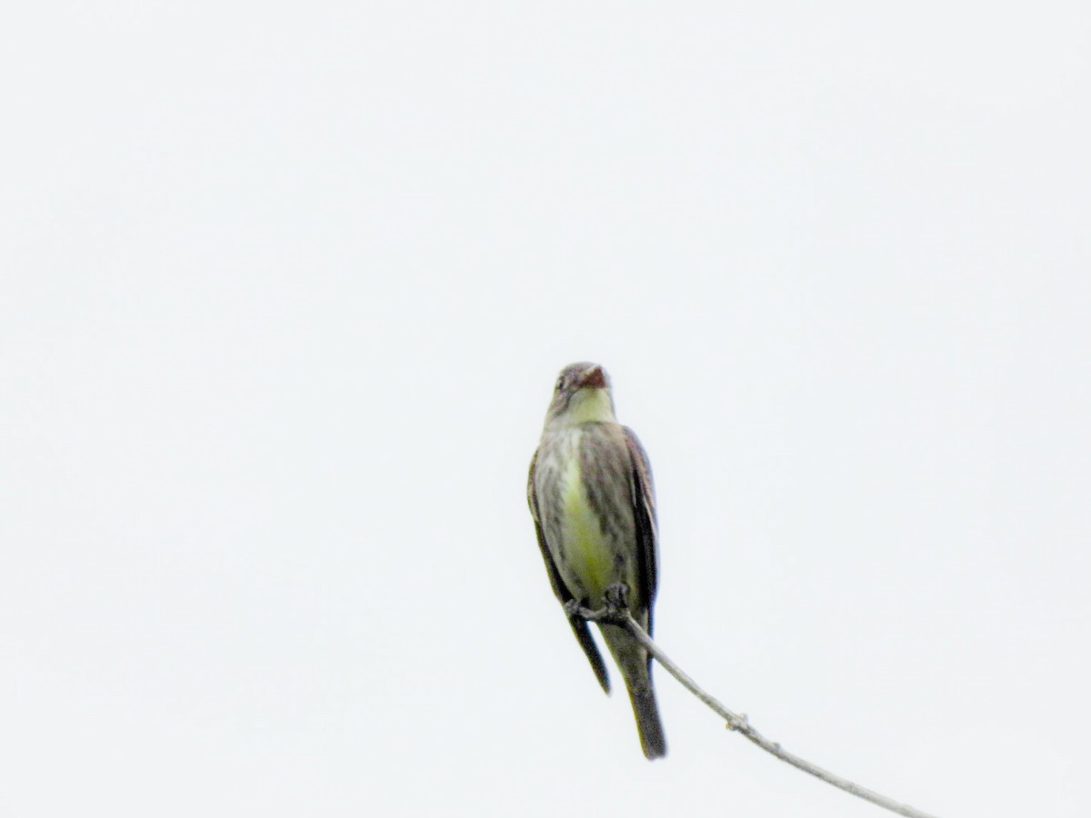 Olive-sided Flycatcher - ML619296821