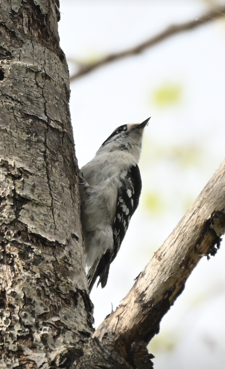 Downy Woodpecker - ML619296860