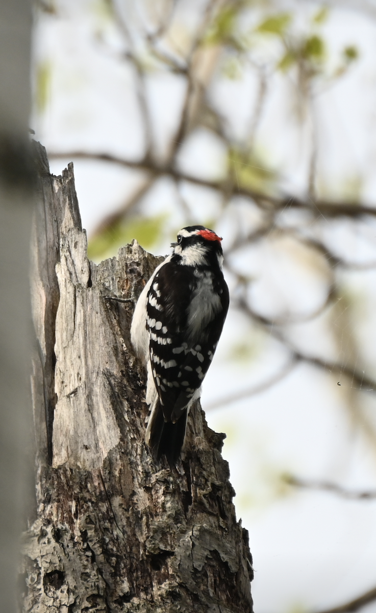 Downy Woodpecker - ML619296861