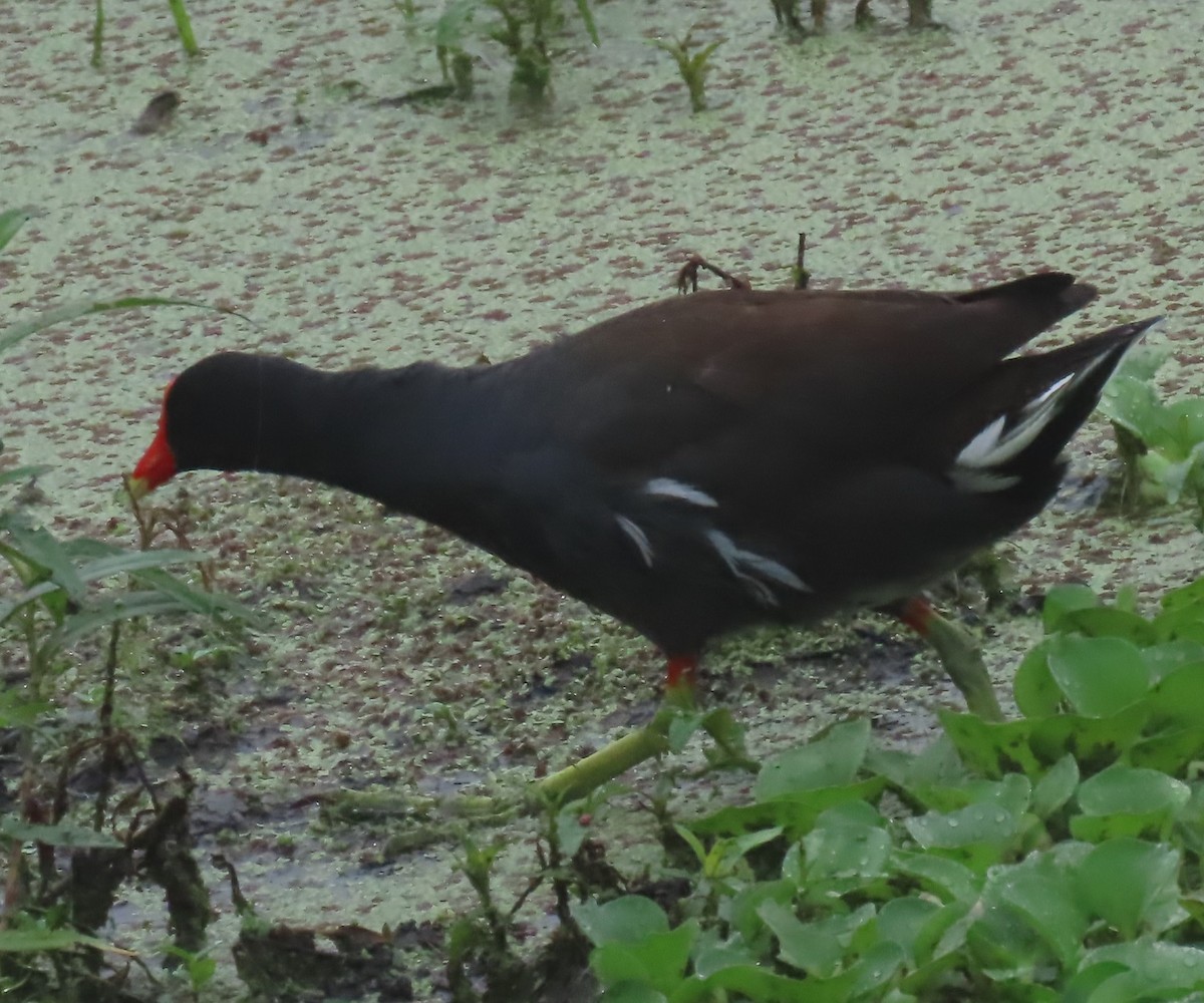 Common Gallinule - Bill Wright_cc