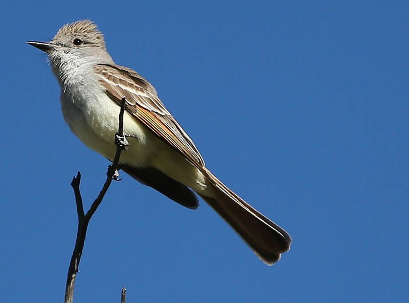 Ash-throated Flycatcher - ML619296869