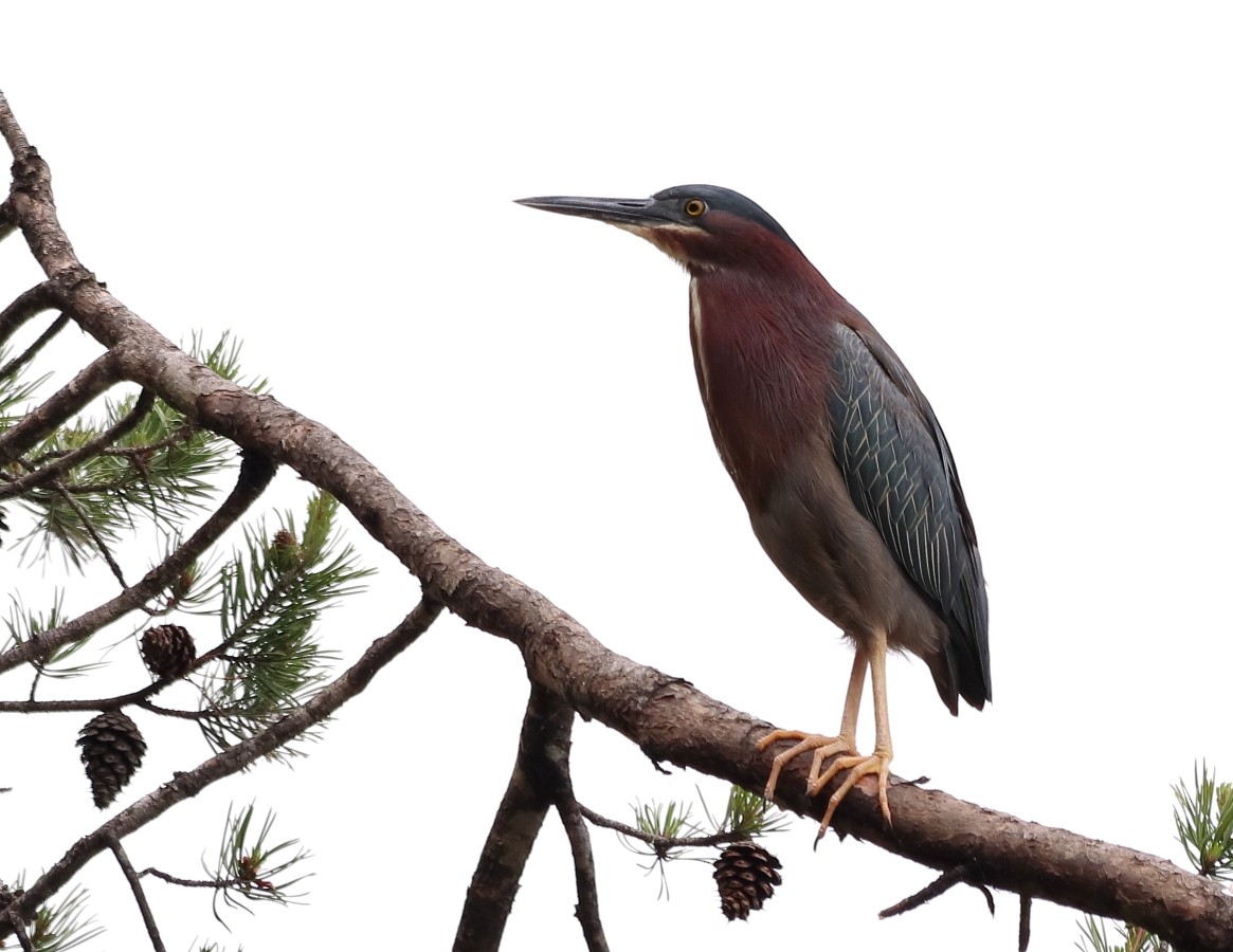 Green Heron - ML619296875