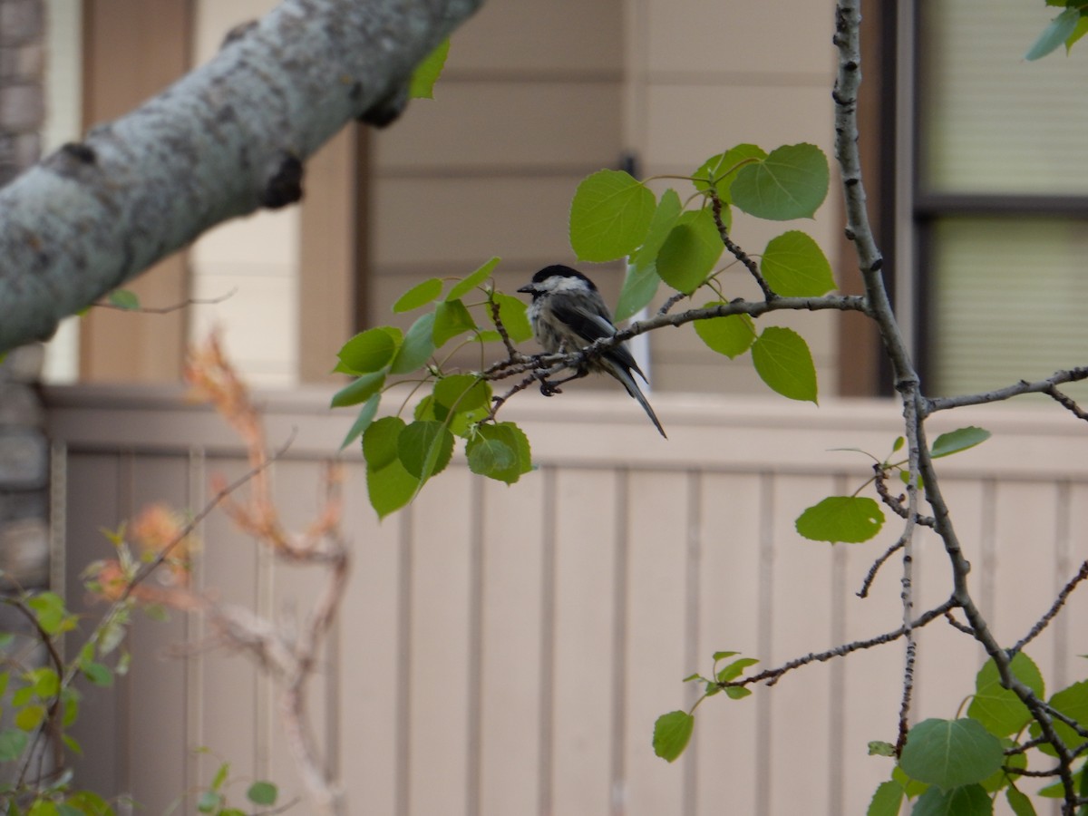 Black-capped Chickadee - ML619296884